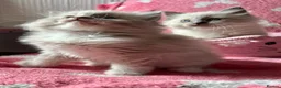 Ragdoll cats for sale: Adorable Ragdolls Babies 🌸🌸🌸 - Advert 6