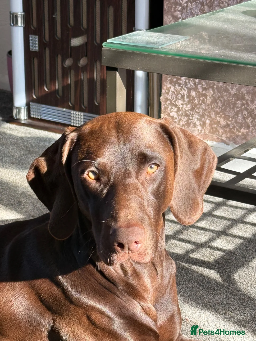 Mixed Breed dogs for sale: 2 year old male doberman / weimaraner mix in Rochdale - Advert 6
