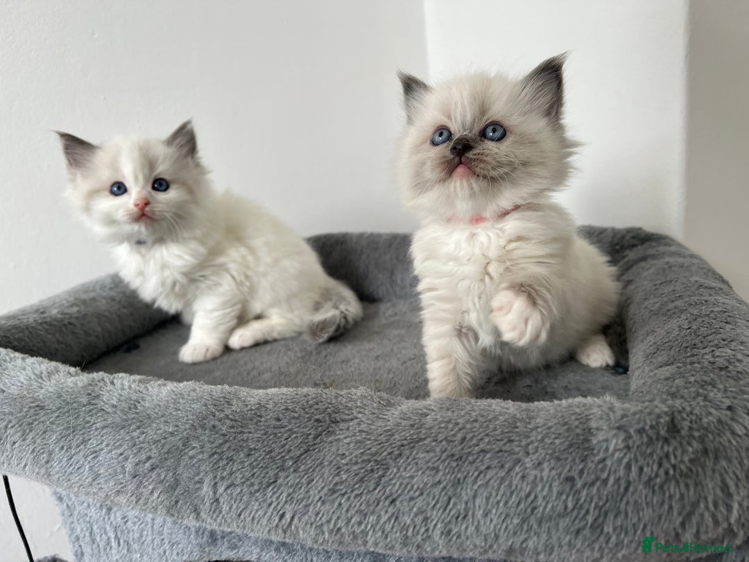 Ragdoll cats for sale: PURE BREED RAGDOLL KITTENS BLUE - Image 7