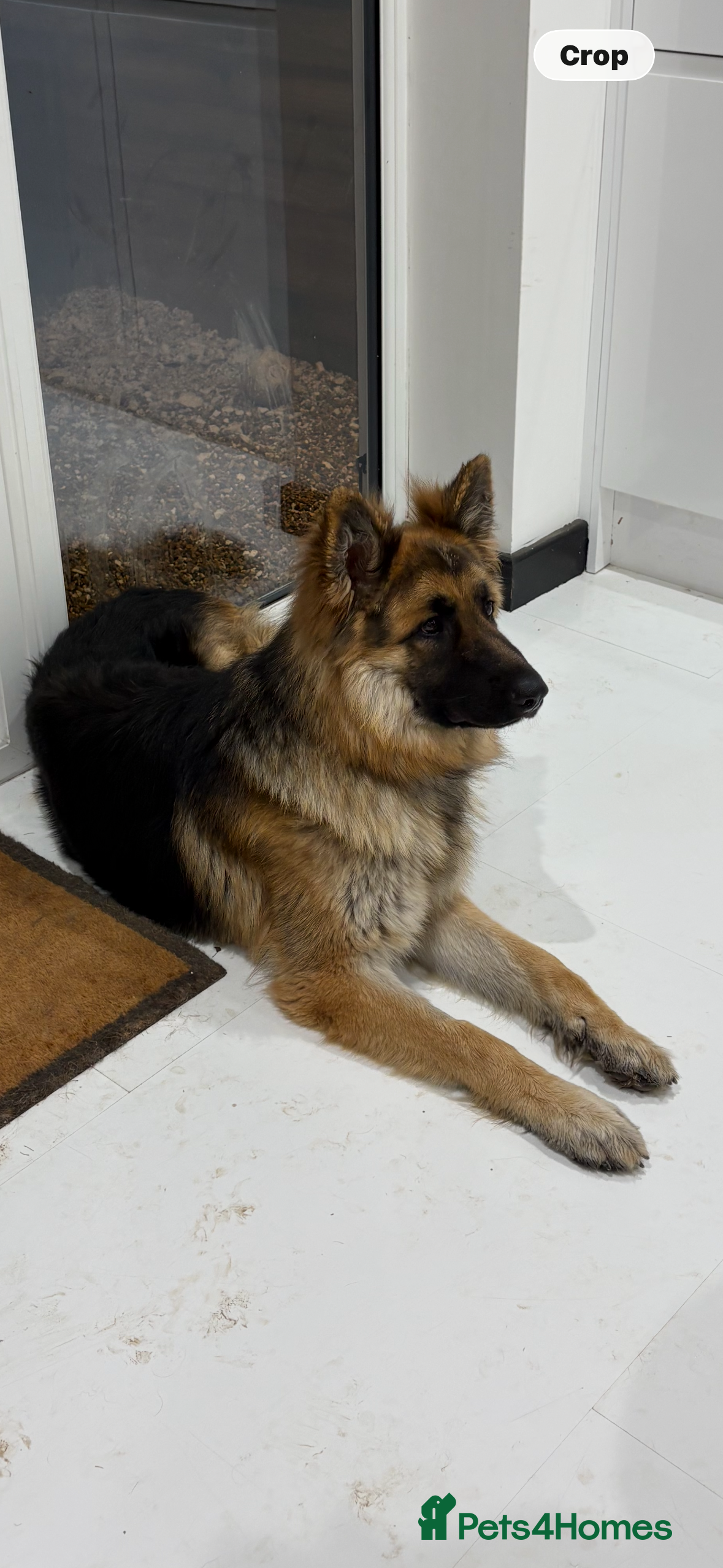 German Shepherd dogs Well-bred, well-loved pup. Very sad circumstances - Advert 2