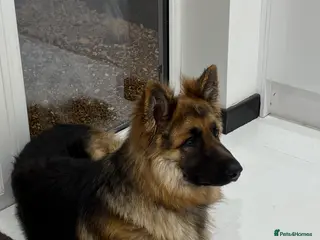 German Shepherd dogs Well-bred, well-loved pup. Very sad circumstances - Advert 2