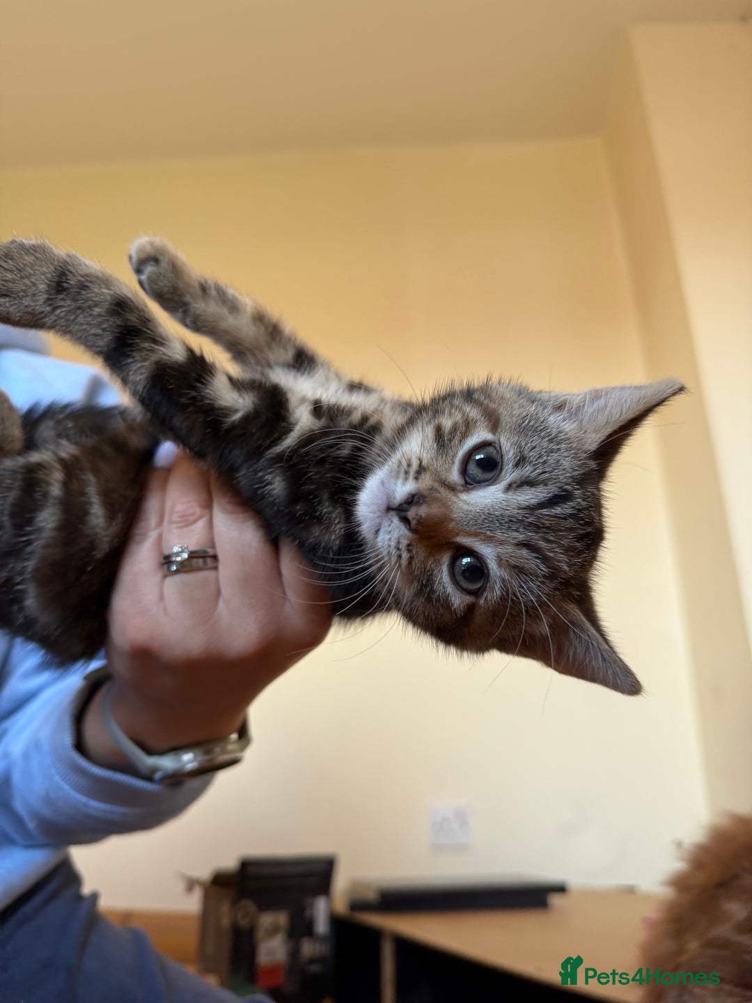 Mixed Breed cats for sale: Kitten looking for a loving home - Image 1
