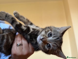 Mixed Breed cats - Advert 34