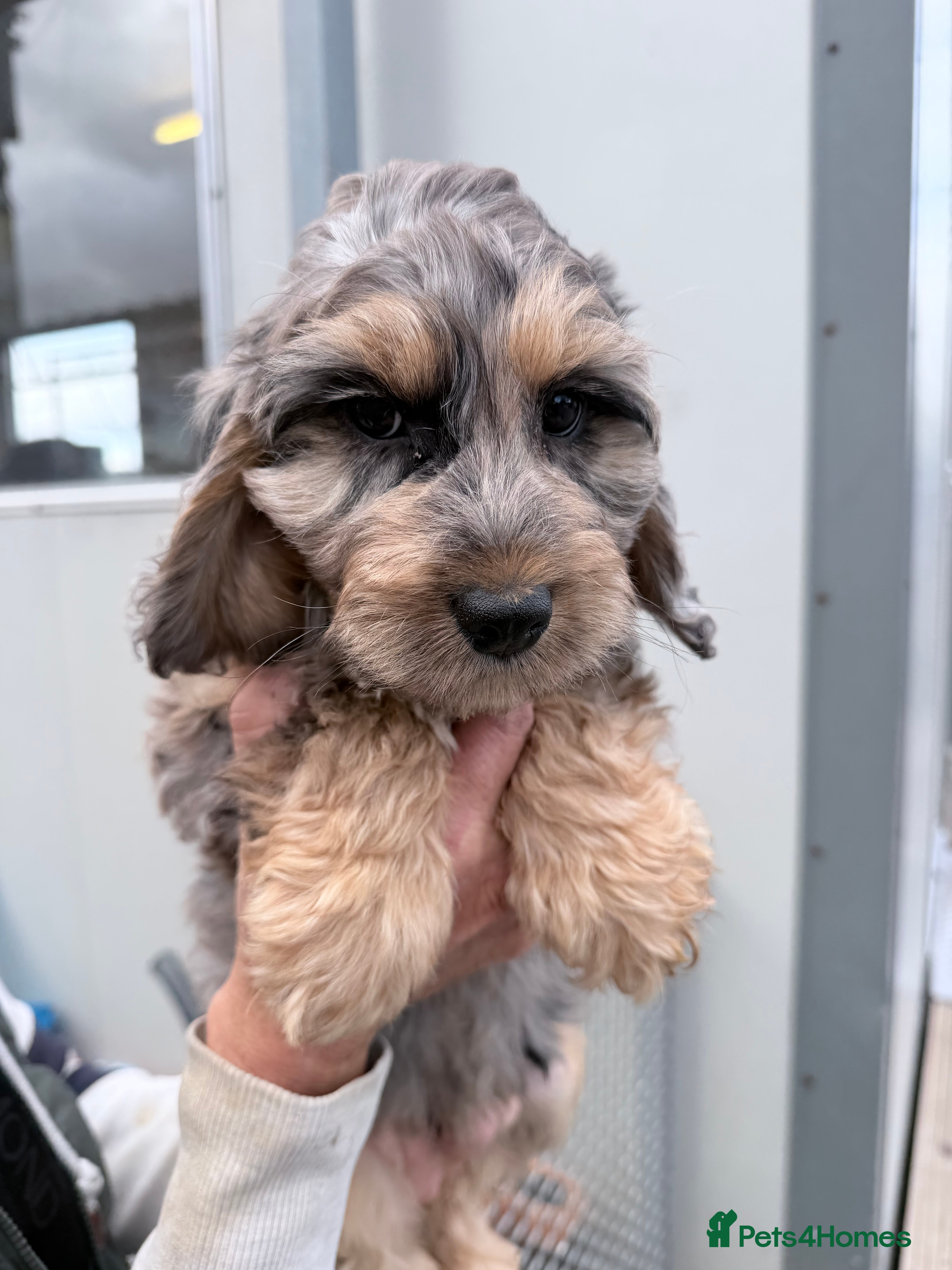 Cockapoo dogs F1 cockapoos  - Advert 2