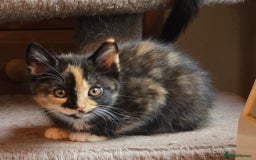 Mixed Breed cats for sale: 4 calico girls for sale  - Image 9