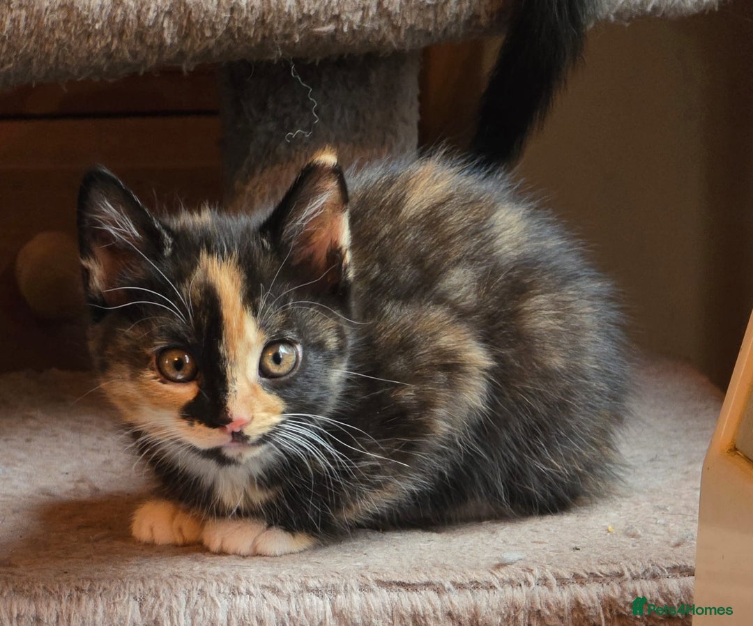 Mixed Breed cats for sale: 4 calico girls for sale  - Image 9
