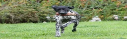 German Shorthaired Pointer dogs for stud: Working GSP Stud  - Advert 3