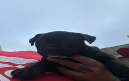 Olde English Bulldogge dogs for sale: Absolutely stunning puppy - Image 1