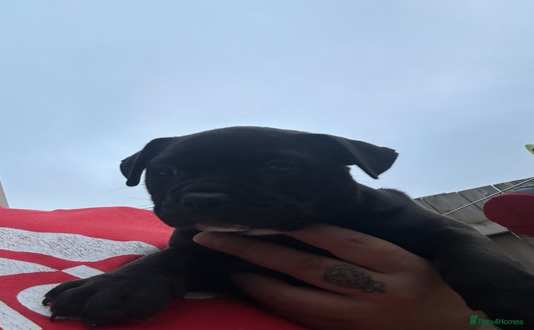 Olde English Bulldogge dogs - Advert 1