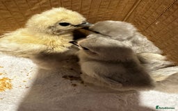Chickens poultry for sale: Chicks,growers,point of lay all sizes hatching in Uckfield - Image 30