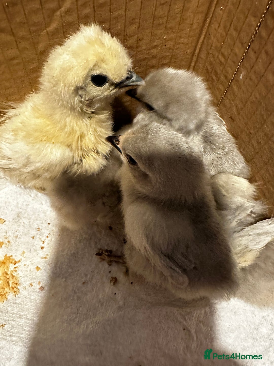 Chickens poultry for sale: Chicks,growers,point of lay all sizes hatching in Uckfield - Image 30