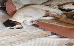 Mixed Breed dogs for sale: Male Cocker Bassett x Shichon tri colour puppy - Advert 2