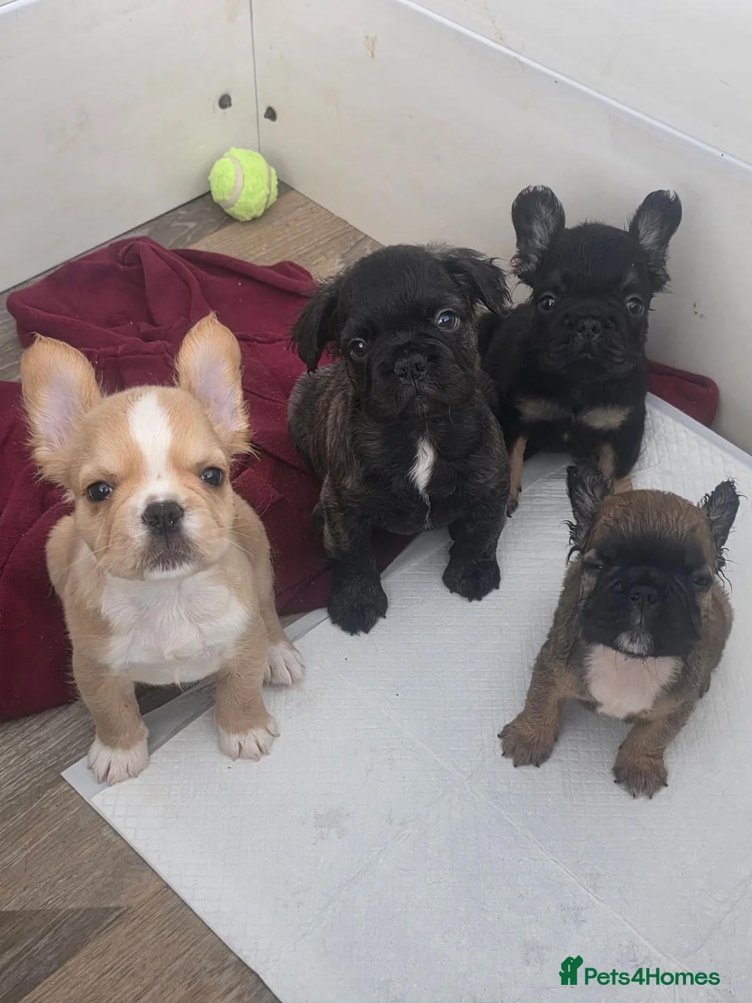 French Bulldog dogs for sale: French bulldog puppues in Willenhall - Advert 1