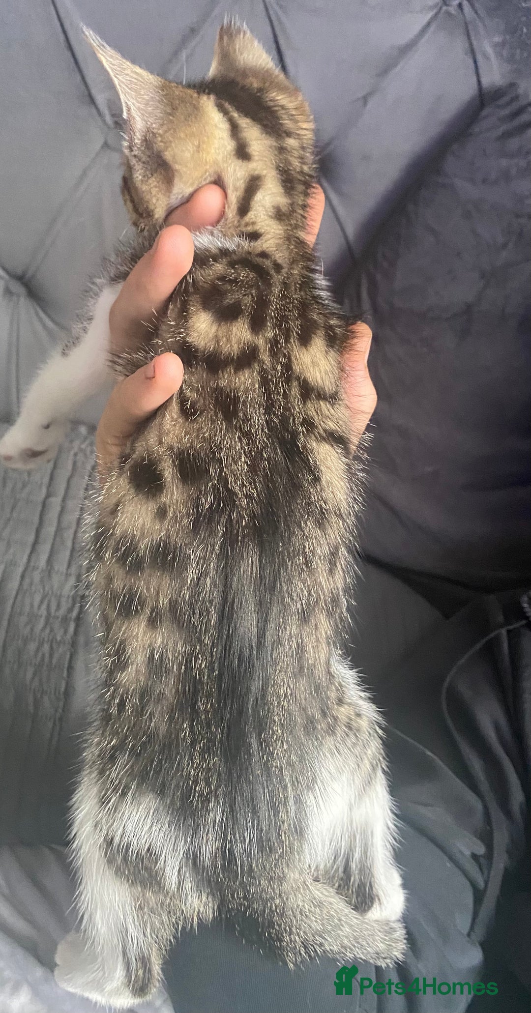 Mixed Breed cats for sale: 10 weeks old kittens ready to leave  - Image 9