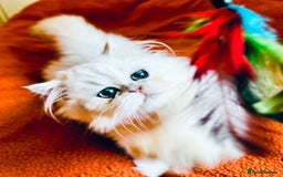 Persian cats for sale: Rare beauty chinchilla persian male kitten - Image 4