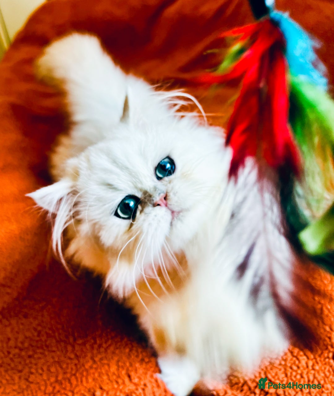 Persian cats for sale: Rare beauty chinchilla persian male kitten - Image 4