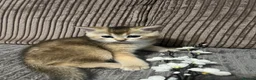 British Shorthair cats for sale: One golden British shorthair for sale. - Advert 12