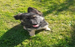 German Shepherd dogs for sale: Straight back gsd puppies  - Image 8