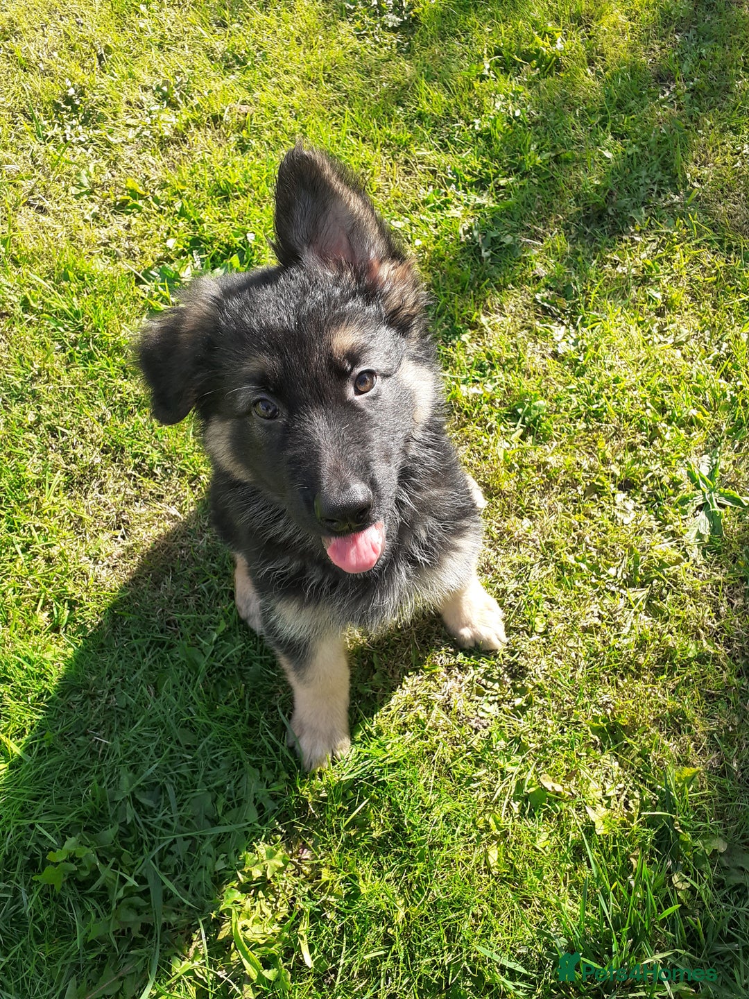 German Shepherd dogs for sale: Straight back gsd puppies  - Image 8