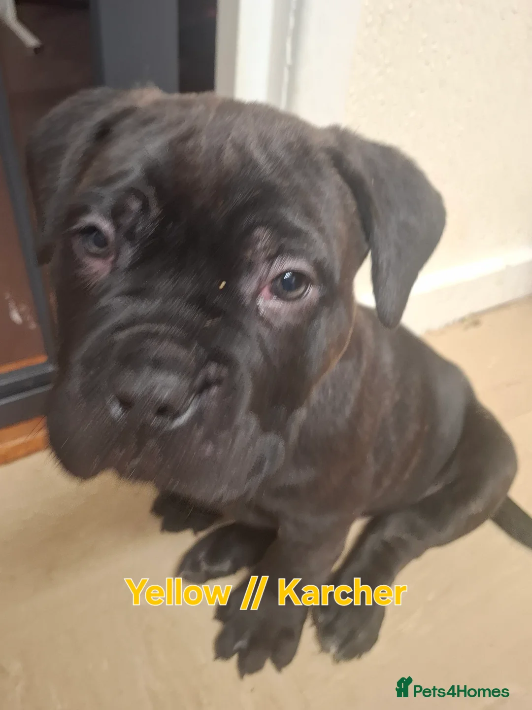 Mixed Breed dogs for sale: Litter of 10 Beautiful, Chunky Puppies - Advert 3