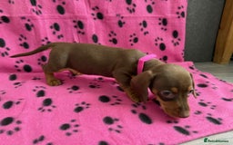 Miniature Dachshund dogs for sale: Gorgeous miniature dachshund puppies - Image 14