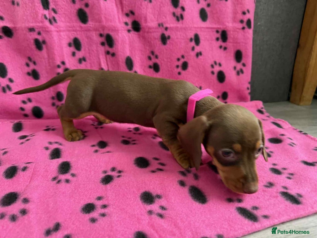 Miniature Dachshund dogs for sale: Gorgeous miniature dachshund puppies - Image 14