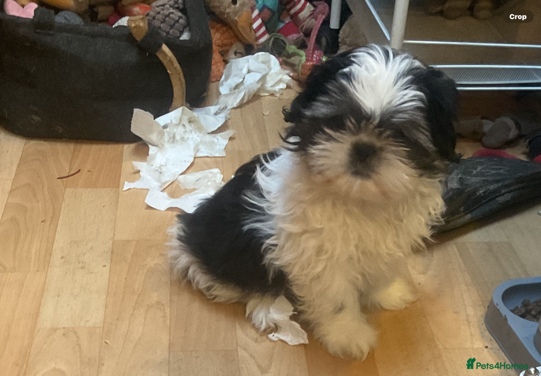 Shih Tzu dogs for sale: Shih Tzu puppies , ready to leave now - Advert 3