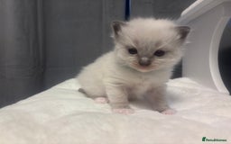Ragdoll cats for sale: Gorgeous pedigree Ragdoll kittens  - Image 26