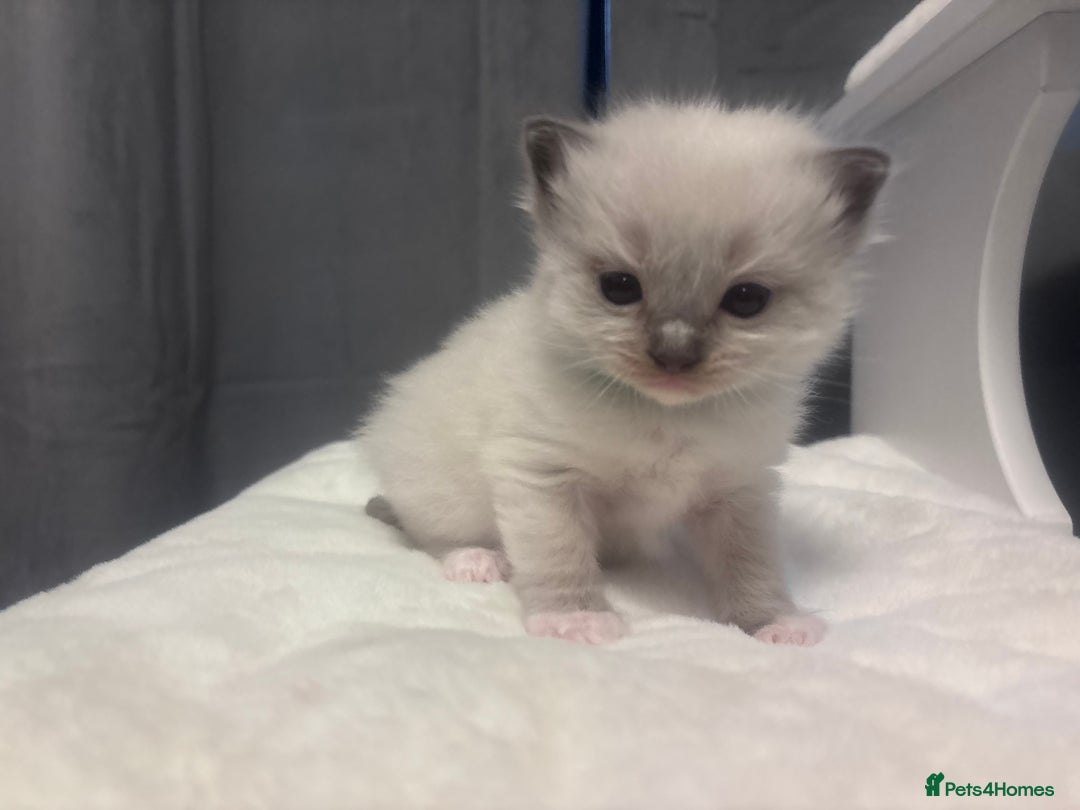 Ragdoll cats for sale: Gorgeous pedigree Ragdoll kittens  - Image 26
