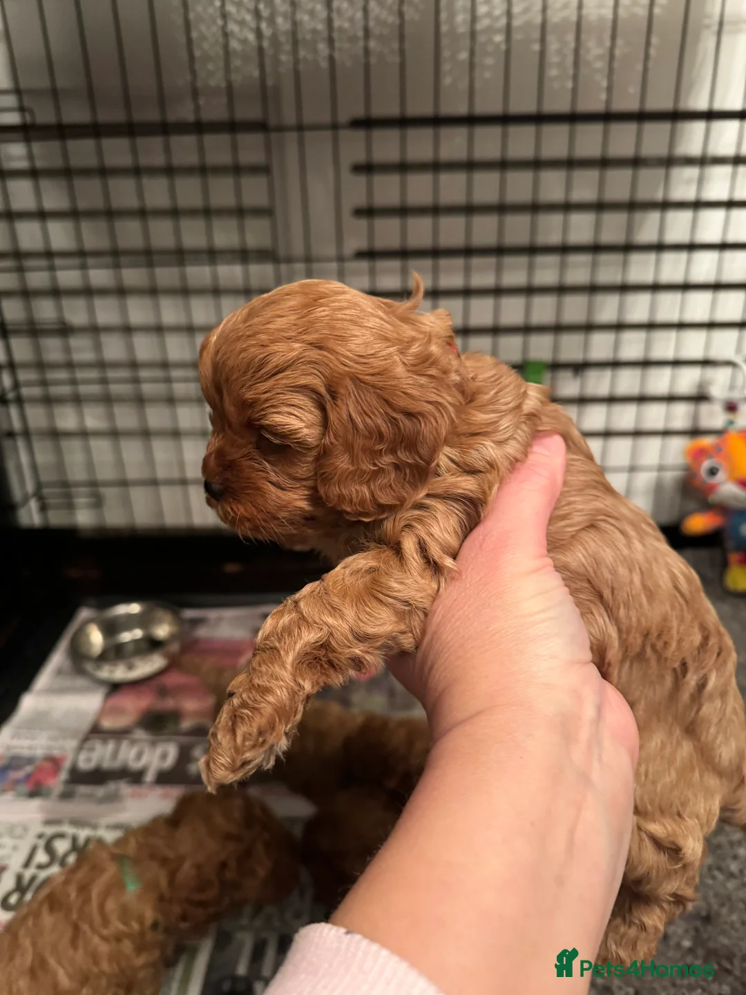 Cavapoo dogs for sale: F1 b beautiful Cavapoos  - Advert 6