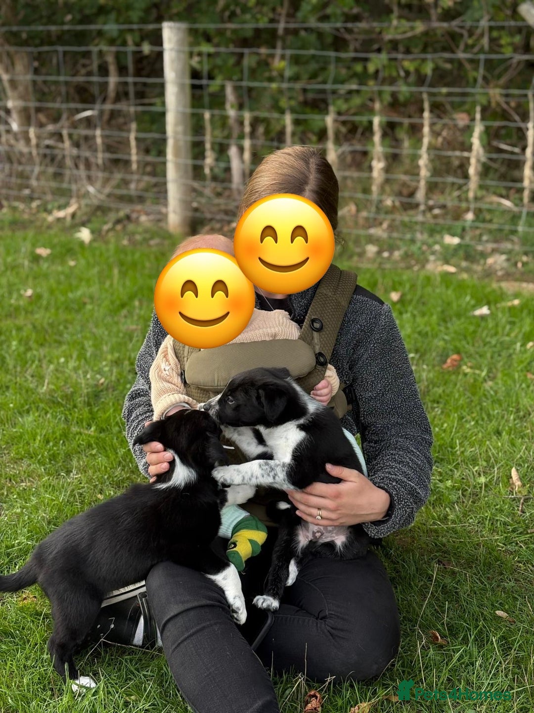 Border Collie dogs for sale: Pedigree Border Collie puppies  - Image 3