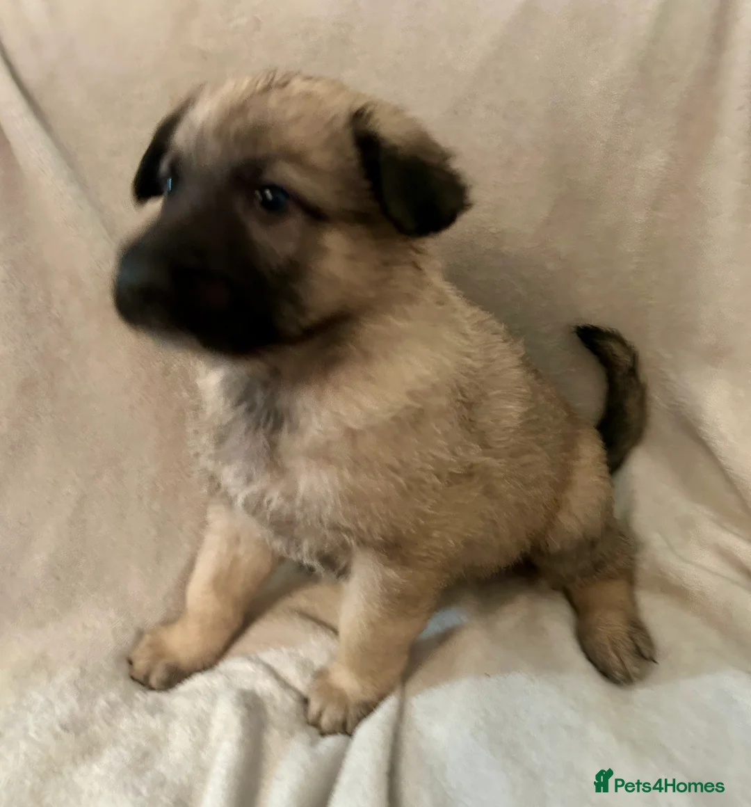 German Shepherd dogs for sale: German shepherd pups - Advert 4