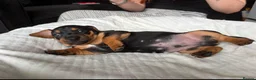 Mixed Breed dogs for sale: Miniature Dachshund cross puppies  - Advert 12