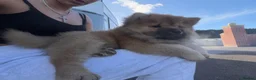 Chow Chow dogs for sale: Blue tung chow chow red girl  in Sutton-in-Ashfield - Advert 4