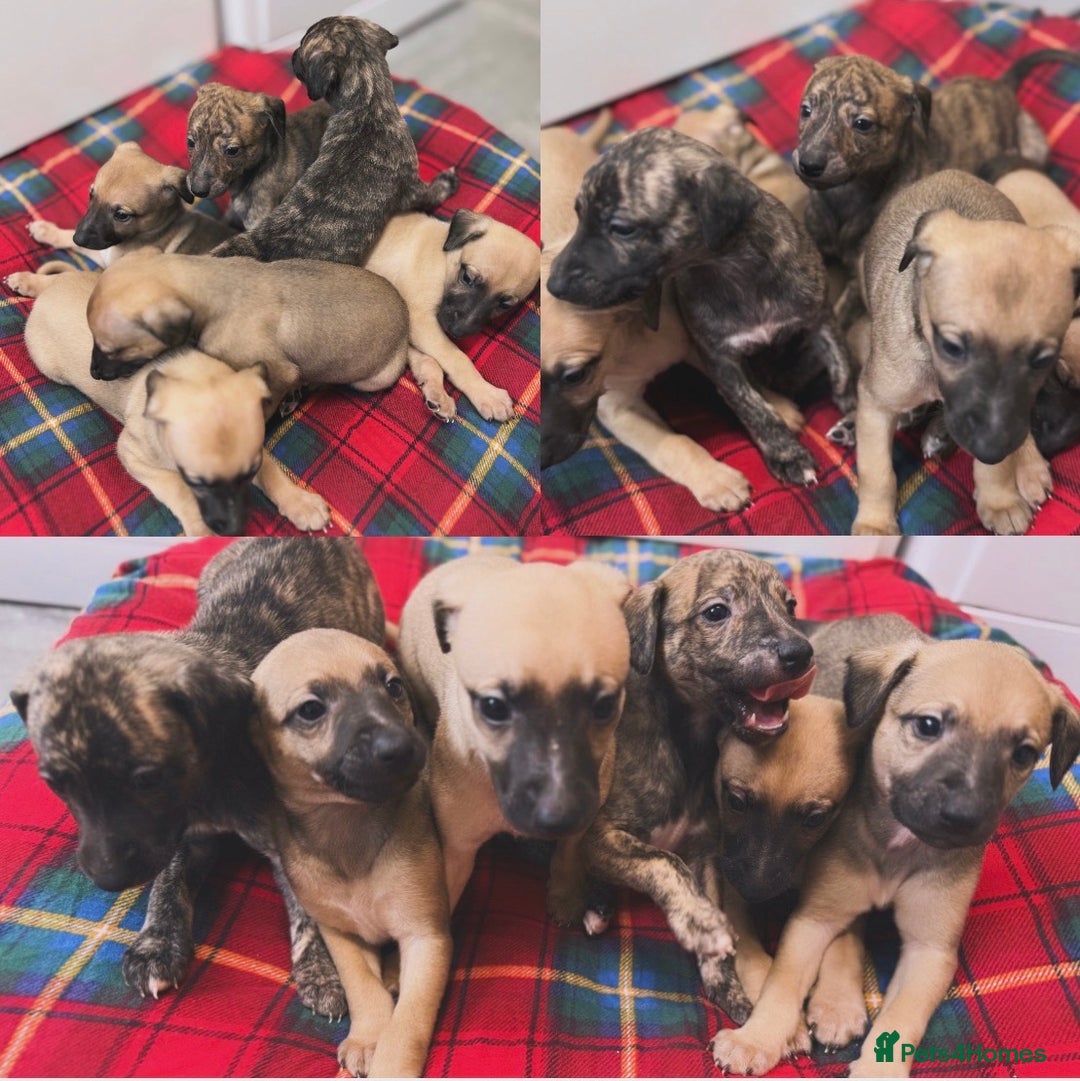 Whippet dogs for sale: KC Registered Whippet puppies  - Image 6