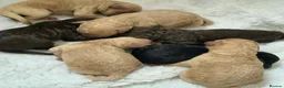 Cockapoo dogs for sale: Beautiful F1B Cockapoos 🐶 - Advert 6