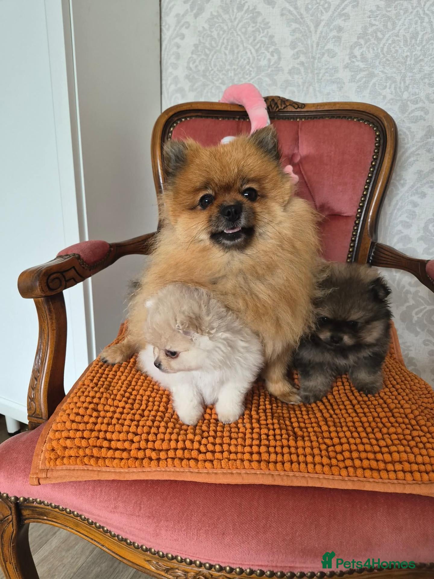 Pomeranian dogs Pomeranian Puppies - Advert 8