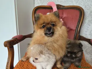 Pomeranian dogs Tiny Pomeranian Puppies - Advert 1