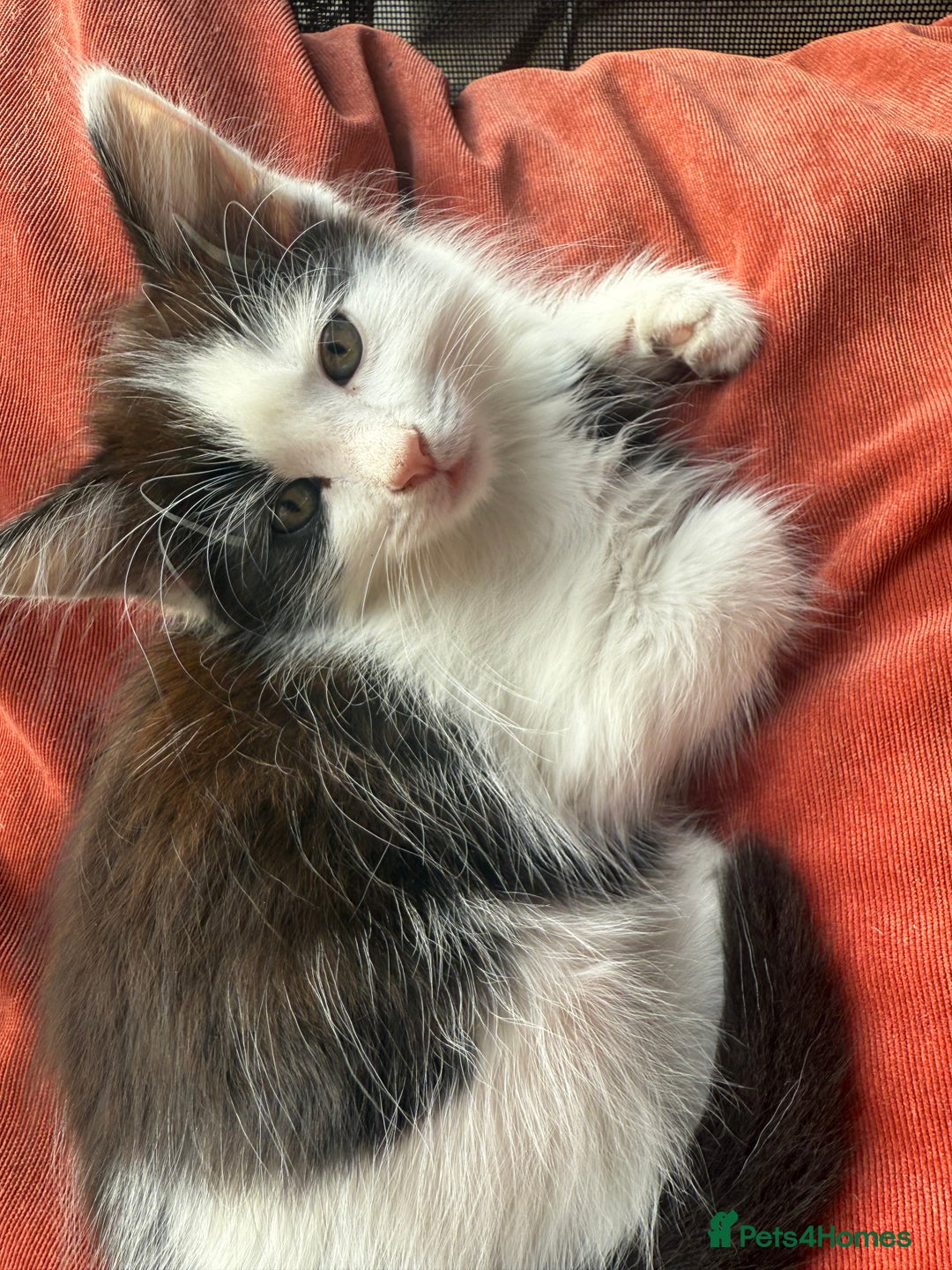 Mixed Breed cats for sale: Adorable Fluffy Kittens Looking for a Loving Home - Image 5
