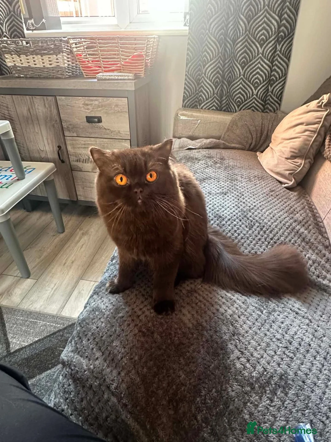 British Shorthair cats for sale: Chocolate British Short Hair Male - Advert 1