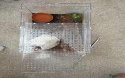 Tarantulas invertebrates for sale: Pterinochilus murinus RCF Usumbura / OBT - Image 4