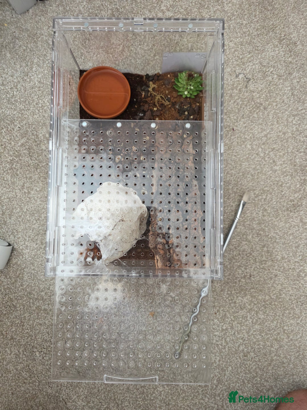 Tarantulas invertebrates for sale: Pterinochilus murinus RCF Usumbura / OBT - Image 4