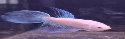 Other/Mixed Breed fish for sale: Mixture of all different types of fish i have. - Advert 8