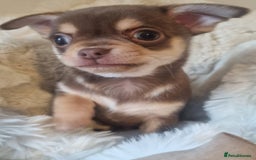 Chihuahua dogs for sale: Gorgeous Smooth coat KC registered chihuahuas - Image 5
