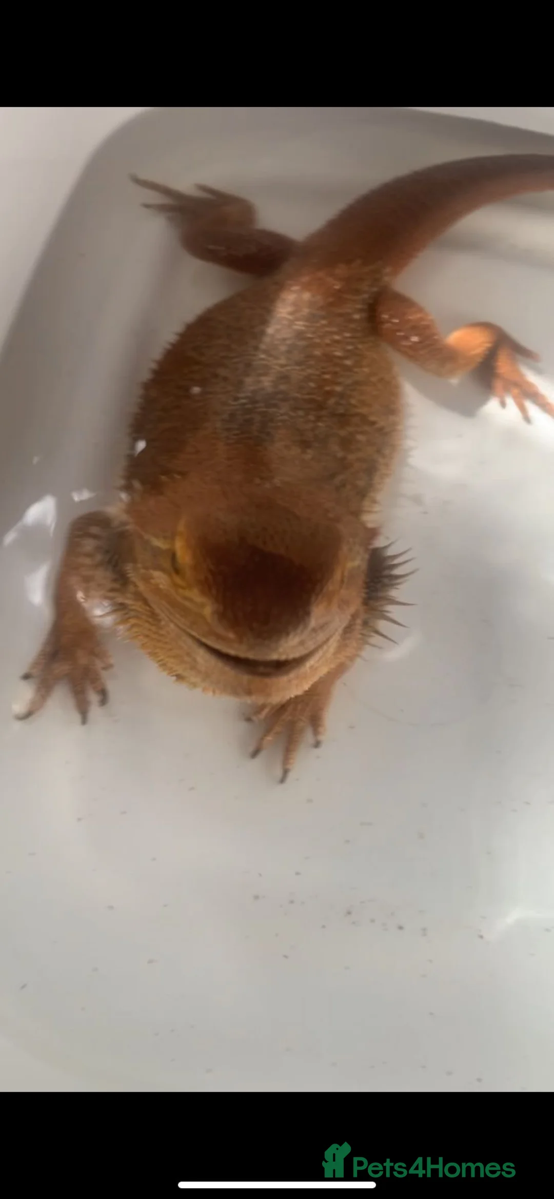 Bearded Dragon reptiles for sale: Bearded dragon - Advert 1