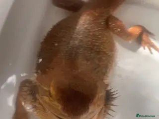 Bearded Dragon reptiles Bearded dragon - Advert 4