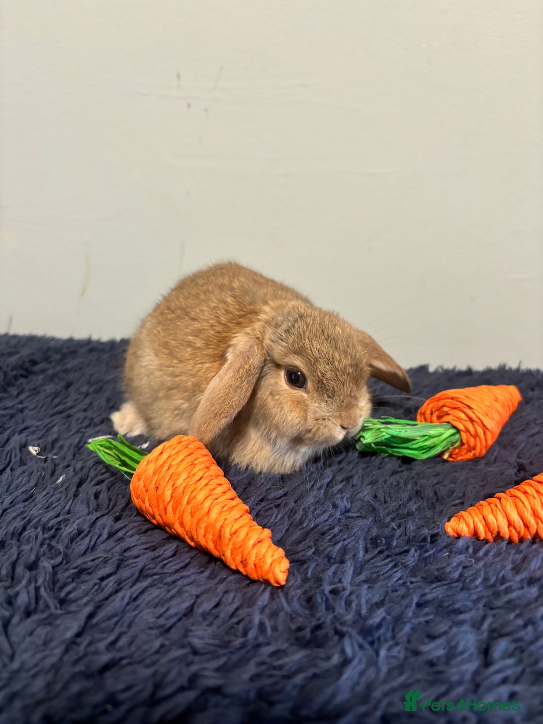 Mini Lop rabbits for sale: Mini lop bunnies  - Image 6