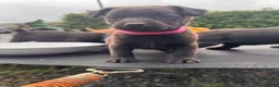Patterdale Terrier dogs for sale: Full Patterdale  - Advert 7