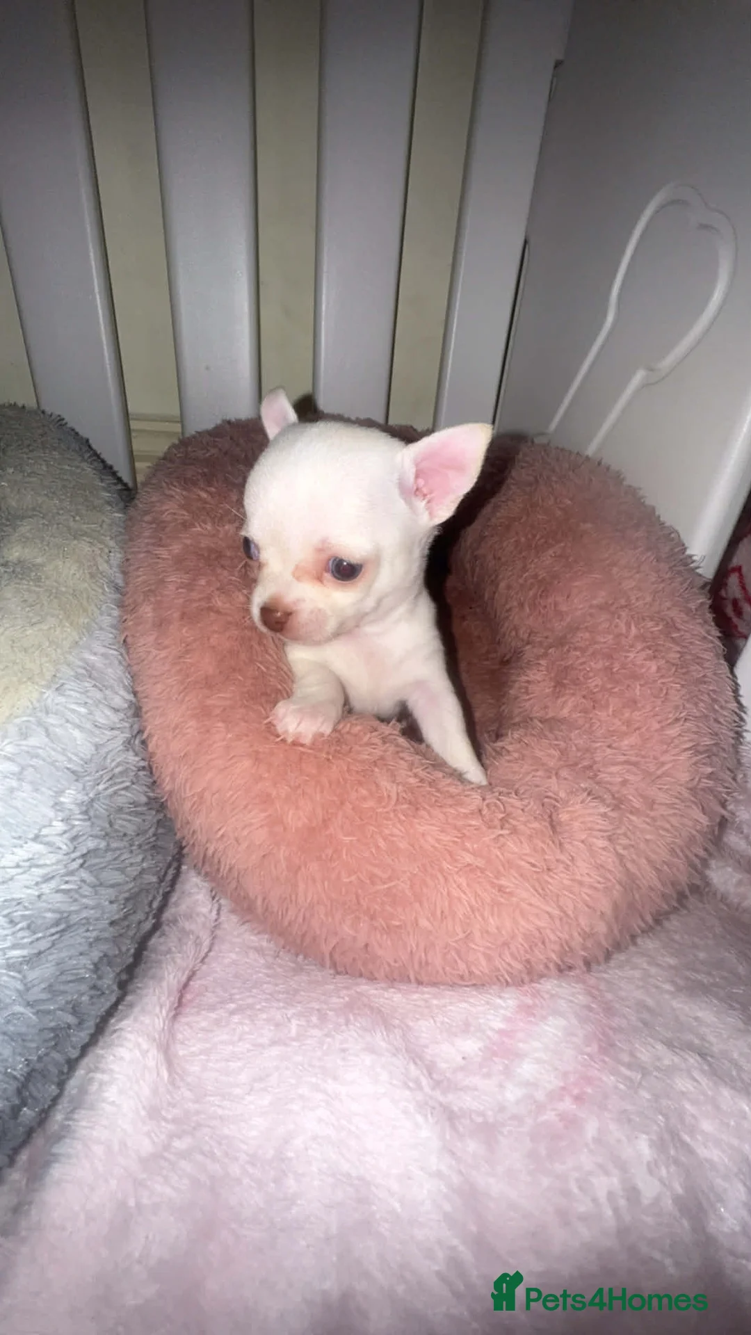 Chihuahua dogs for sale: Beautiful kc chihuahua puppys - Advert 3
