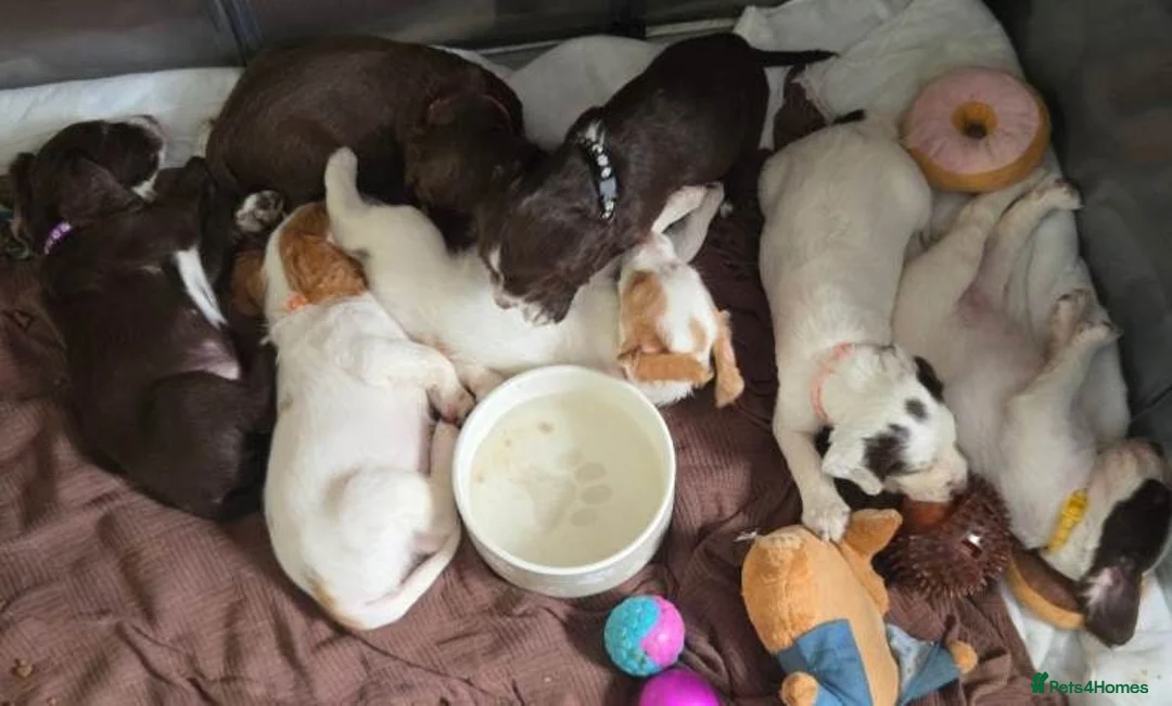 Cocker Spaniel dogs for sale: Cocker Spaniel Puppies – Exceptional Temperament  - Advert 1